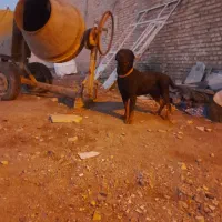 هستم|سگ|مهریز, |دیوار