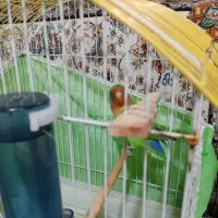 طوطی برزیلی