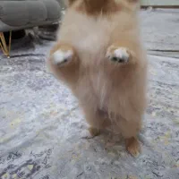 سگ پامرین خرسی نر|سگ|کرمانشاه, |دیوار