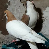 سه تا کفتر
