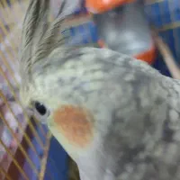 عروس هلندی ماده|پرنده|دره شهر, |دیوار