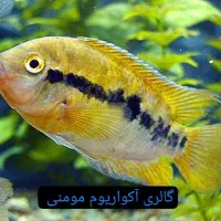 گالری آکواریوم مومنی ماهی تگزاس|ماهی|نیشابور, امام|دیوار