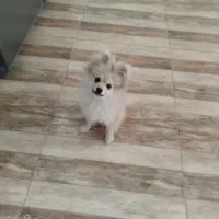 سگ پامر خرسی