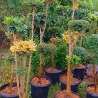 گل و گیاه مخصوص ویلها و فضای سبز لوکس|گل و گیاه طبیعی|چابکسر, |دیوار