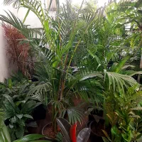 گل آپارتمانی مناسب روز مادر|گل و گیاه طبیعی|بیرجند, |دیوار