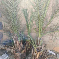 پاجوش نخل خرما خاصی، کبکاب|گل و گیاه طبیعی|سوق, |دیوار