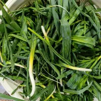 پرموسیرتازه