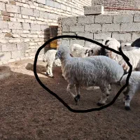 گوسفند جوان