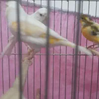 قناری|پرنده|نجف‌آباد, ولیعصر|دیوار