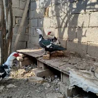 اردک اسراییلی|حیوانات مزرعه|سرخنکلاته, |دیوار