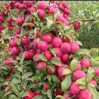 رشــد مطمئن نهــال با باردهی بالا|خدمات باغبانی و درختکاری|مرودشت, تامین اجتماعی|دیوار