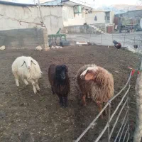 بر دوتا ماده یکی نر|حیوانات مزرعه|بیرانوند, |دیوار