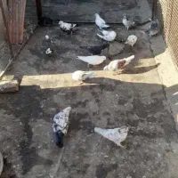 کبوتر گرفتنی