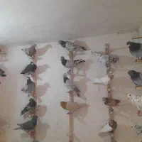 کبوتر دسته پلاکی رنگ روشن