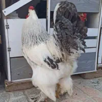 تخم نطفه دار برهما (رومانی)