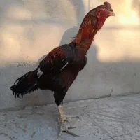 خروس لاری|حیوانات مزرعه|رباطکریم, رباطکریم|دیوار