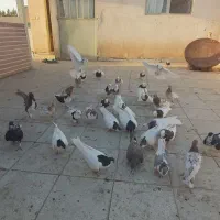 کفتر کبوتر|پرنده|سبزوار, توحیدشهر|دیوار