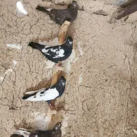 کفتر ماده بهبهونی