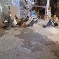 کبوتر
