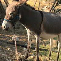 خر خوب و عالی