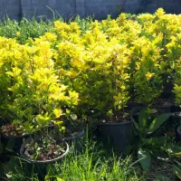 شمشاد طلایی