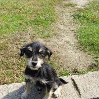 سگ کوچولو (پاکوتاه )|سگ|کوچصفهان, |دیوار