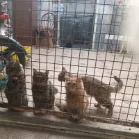 ۳بچه گربه جهت واگذاری ومعاوضه