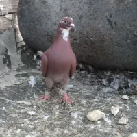 کبوتر رنگی المانی ناجلد|پرنده|گالیکش, |دیوار