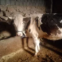 گاو هشت ماه ابسن|حیوانات مزرعه|بلبان آباد, |دیوار