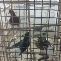 کبوتر سرخ و زرد کرمان|پرنده|مشهد, شهرک امام هادی (شهرک غرب)|دیوار