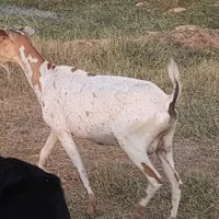دوعدد سلاله