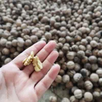 گردو ارگانیک تازه وپرچرب امسال چورژی|خوردنی و آشامیدنی|پاوه, |دیوار