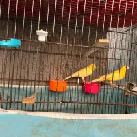 فروش یک جفت قناری تک رنگ درشت بدون لک|پرنده|بجنورد, |دیوار