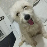 سگ شیتزو|سگ|قزوین, |دیوار