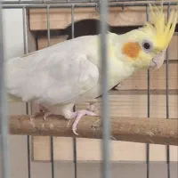 عروس هلندی جفت مولد|پرنده|پاکدشت, پاکدشت (مامازند)|دیوار