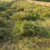 زمین کشاورزی|فروش زمین و ملک کلنگی|دینور, |دیوار