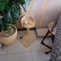 گربه دی اس اچ