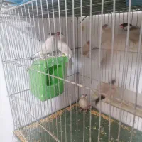 نرگسی شکلاتی|پرنده|شیراز, دست خضر|دیوار