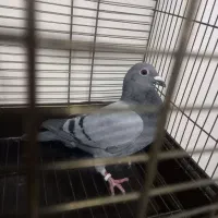 کبوتر حلقه پا