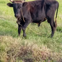 گاو نر حدود ۲۰ماهه خوش خوراک سر شاخ میزان|حیوانات مزرعه|رشت, پسیخان|دیوار