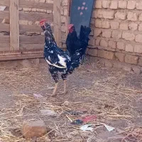 خروس گلین قوغاز سفید نر|حیوانات مزرعه|قزوین, |دیوار