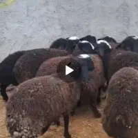 بره بهترین نژاد برای داشت