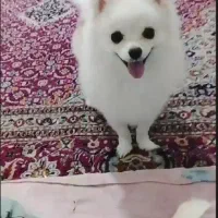 پامرین روباهی
