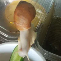 حلزون بزرگ ۱۲ سانتی