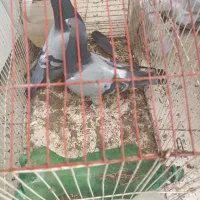 کبوتر زاغ دم سفید کله سبز  سبز ماسفتی