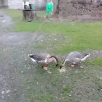 دو عدد قو غار اکراینی نر و ماده