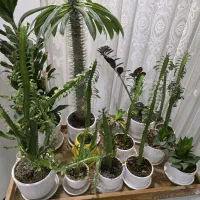 گل های آپارتمان