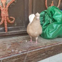 کوهی لیمویی دم سفید