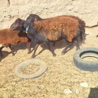 فروش قوچ همو دو دندان قزل افشار