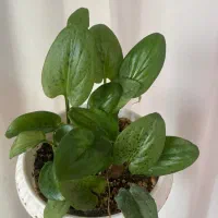 گل طبیعی خانگی